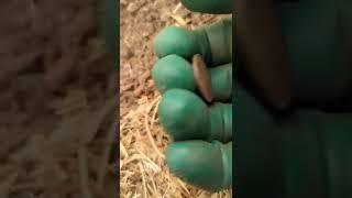 Metal Detecting OAKLAND Finding a Unique Token! #shorts #corythetreasurehunter #metaldetecting