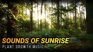 Plant Growth Music!  Sounds of Sunrise - Maximize Your Plants Potential!