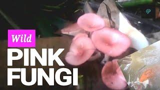 ️Feeding Koi.  There are edible wild pink fungi⁉️