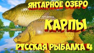 русская рыбалка 4 - Карп Янтарное озеро - рр4 фарм Алексей Майоров russian fishing 4