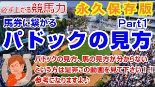 【競馬】パドックの見方 馬の見方 あなたの常識は合ってますか？【馬券生活者の考え方】