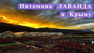 Питомник Лаванда в Крыму