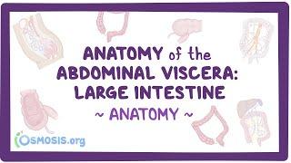 Anatomy of the abdominal viscera: Large intestine