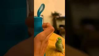 Parrot mimicking behavioral patterns 