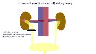 Who needs to do kidney tests and why : The importance of kidney tests in a health check up