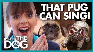 Victoria Shocked by Glamorous  'Dog Party' | It's Me or The Dog