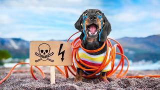 High Voltage! Cute & Funny Dachshund Dog Video!