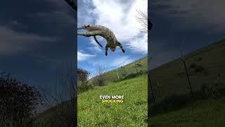 How Cats Survive Crazy High Falls‼️ #CatFacts #WeirdAnimalFacts #DidYouKnow #AnimalShorts #CatShorts