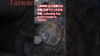三峽横溪-五孔海膽化石採集(台湾でウニ化石を採集, Collecting Sea Urchin Fossils in Taiwan)