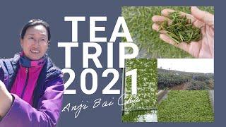 How is green tea made? | Anji Bai Cha | green tea process | Tea Trip 2021 | ZhenTea