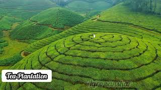 Tea Plantation, Kerala (Munnar)