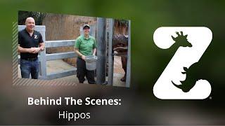 Behind The Scenes: Hippos