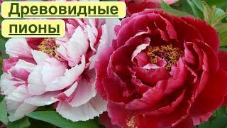 ДРЕВОВИДНЫЕ ПИОНЫ. ОБЗОР СОРТОВ. ОСОБЕННОСТИ ВЫРАЩИВАНИЯ. Tree-like peonies. Overview of varieties.