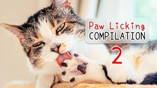  Cats Licking Paws ASMR Compilation 2  | Cat Grooming | Curry Sugar Meow