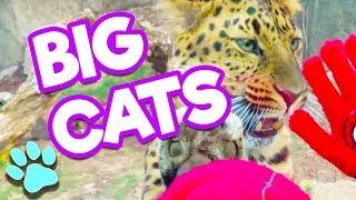 Big Cats | #thatpetlife