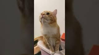 Turn up the volume and listen to these lovely sounds.#cat #catsoftiktok #catlover #funny