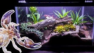 Naturalistic Burrowing Scorpion Vivarium