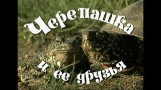 Черепашка и ее друзья. Фильм для детей и взрослых | Film Studio Aves