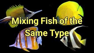 How to Mix Fish of the Same Genus | The Prestige Reef Dork Show Ep 77