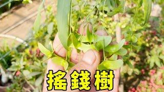 搖錢樹春開花，夏掛果，秋冬掛滿“紅蝴蝶”，有院子必須種一棵！ 【養花匠小齊】