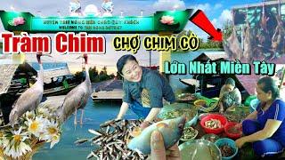 Mùa Nước Nổi 2024 Xứ Rừng Tràm Chim Chợ Sỉ Chim Cò Rắn Chuột Cá Đồng Cảnh Tượng Chỉ Có Ở Miền Tây