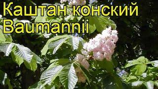 Каштан конский Баумани. Краткий обзор, описание характеристик aesculus hippocastanum Baumannii