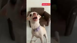 OMG !! he is so Angry  || Pets kingdom || #shorts #dog