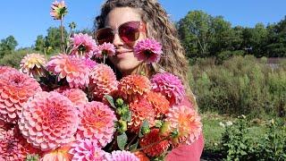 Dahlia Heaven, Late Summer Flower Harvest