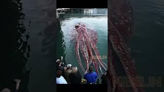 Giant Squid Caught by Fishermen!  #deepseafishing #giantseacreature #fishingexploration