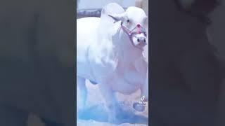 কুরবানির গরু #shorts #share #shortvideo #shortvideostatus #cow #cows #kurban #গরু #tiktok #trending