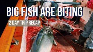 Big Bluefin Tuna are Back!