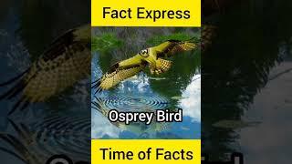 Best Image of Osprey Bird || Fact Express || #shorts