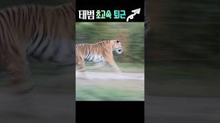 쵝오로 신나는순간 #tiger #태범 #백두대간수목원