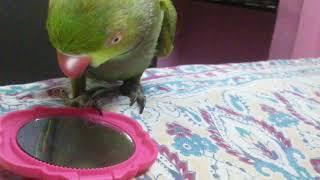 Green parrot talking in Tamil fluently