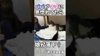 ㊗️600万再生️猫生の終わりを悟ったパパ猫の動きに爆笑
