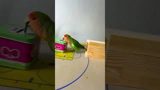 Bird Training : Smart lovebird Parrot | Smart Little Cute Parrot  #training #smartparrot #cute