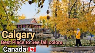 Fall in Calgary 2024 | Best place to see fall colors in Calgary Alberta Canada #Calgary #Alberta