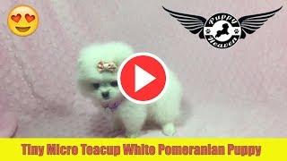 Tiny Micro Teacup White Pomeranian Puppy by PuppyHeaven.com