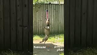 Mr. Mayhem working the spring pole ️.  #apbt #pitbull #gamedog #workingdogs #dog #puppy #cute