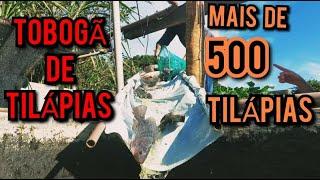 Migrando MAIS de 500 Tilápias de TANQUE! Tobogã de PEIXES! - PISCICULTURA LEMES