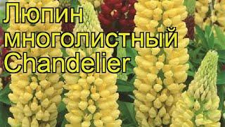 Люпин многолистный Шандэлье. Краткий обзор, описание lupinus polyphyllus russell hybrids Chandelier