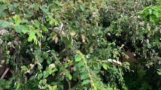 Jujube tree loaded with flowers, South Florida