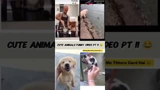 Cute animals funny video | pt 11 | #funny #comedy #funnyanimls #cuteanimals #doglover #funnyanimlas