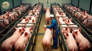 Unveiling the Secret: How Chinese Farmers Raise Millions of Pigs Efficiently | Farming Documentary