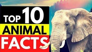 facts of animals | animals | reality bytes tv|