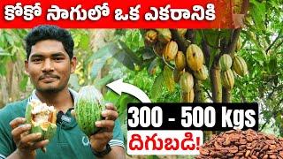 How To Start Coco Fruit Farming | Cocoa Farming in Telugu | Farming Tips in Telugu