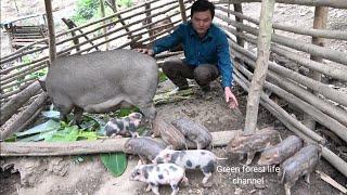 The seventh herd of pigs was born in the mountains. Robert | Green forest life (ep285)