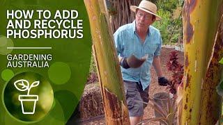 Is there enough phosphorus in your soil? | DIY garden projects | Gardening Australia