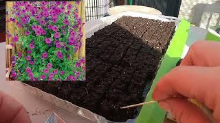 Mini Soil Block Gardening: Starting Flowers from Scratch #soilblocking