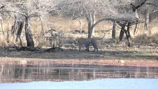 t-19 Tiger walking-ranthambhore national park. by vipul jain